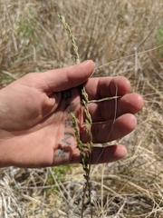 Triglochin concinna debilis