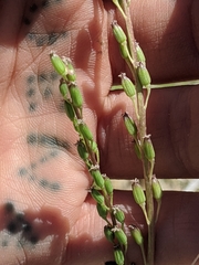 Triglochin concinna debilis