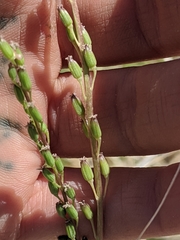 Triglochin concinna debilis