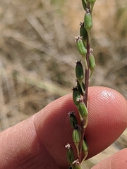 Triglochin concinna debilis