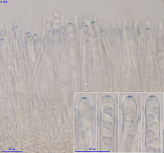 Ciboria amentacea