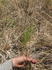 Triglochin concinna debilis