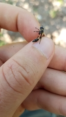 Eosalpingogaster