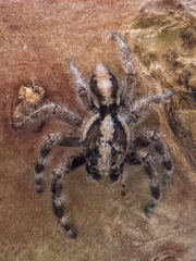 Megafreya sutrix