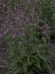 Penstemon tenuis