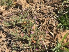 Microsteris gracilis