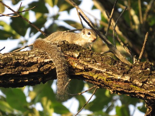 Gambian Sun Squirrel