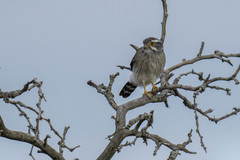 Spiziapteryx circumcincta