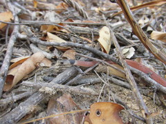 Tantilla