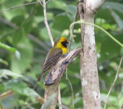 Pachyphantes superciliosus