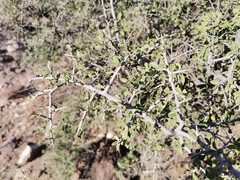 Condalia correllii