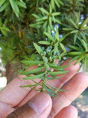Podocarpus totara