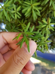 Podocarpus totara