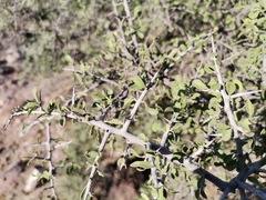 Condalia correllii