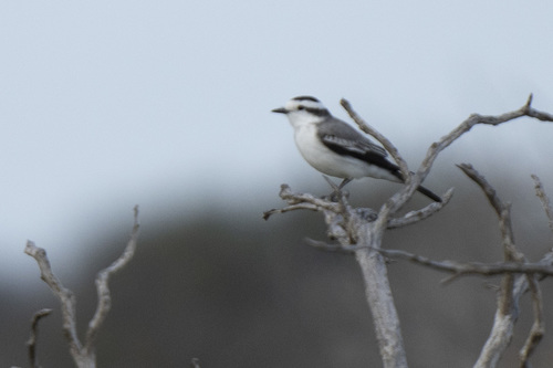 Black-crowned Monjita (Neoxolmis coronatus), photo 5