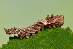 Falcaria lacertinaria