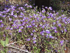 Collinsia violacea