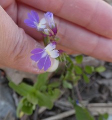 Collinsia violacea
