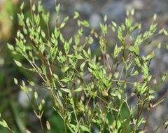 Sabulina tenuifolia