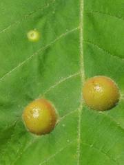 Phylloxera caryaescissa