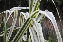 Arundo donax versicolor