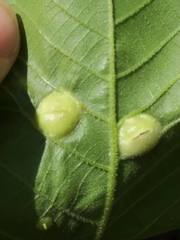 Phylloxera caryaescissa