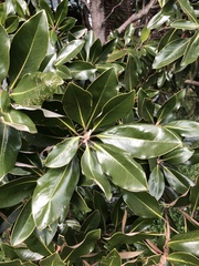 Magnolia grandiflora