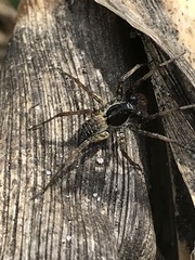 Pardosa moesta