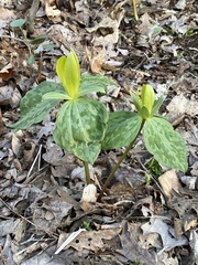 Trillium luteum