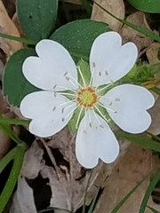 Potentilla montana