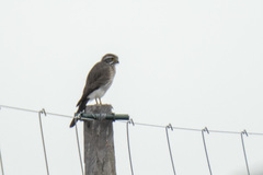 Spiziapteryx circumcincta