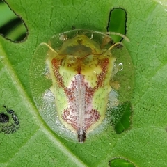 Coptocycla contemta