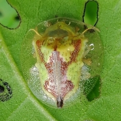 Coptocycla contemta