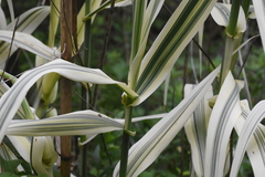 Arundo donax versicolor