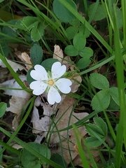 Potentilla montana
