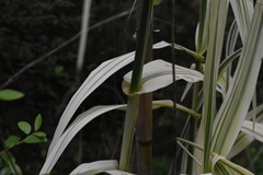 Arundo donax versicolor