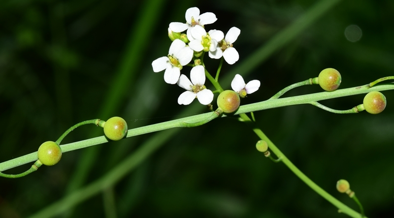 Crambe hispanica