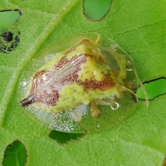 Coptocycla contemta