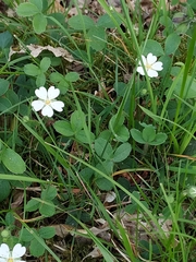 Potentilla montana