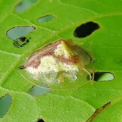 Coptocycla contemta