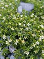 Galium perpusillum