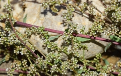 Corrigiola telephiifolia