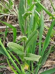 Camelina rumelica