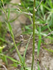 Camelina rumelica