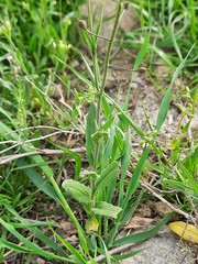 Camelina rumelica