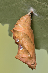 Nymphalis