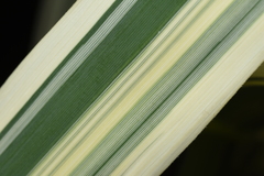 Arundo donax versicolor