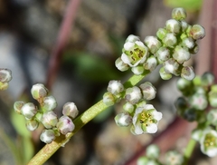 Corrigiola telephiifolia