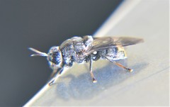 Dicyphoma schaefferi