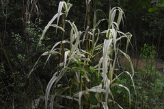 Arundo donax versicolor